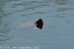 Roscoe Canady Memorial Bluegrass Festival 2104