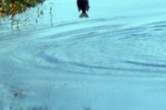 Roscoe Canady Memorial Bluegrass Festival 2104