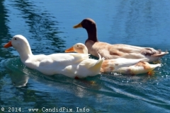Roscoe Canady Memorial Bluegrass Festival 2104