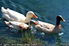Roscoe Canady Memorial Bluegrass Festival 2104