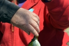 Roscoe Canady Memorial Bluegrass Festival 2104