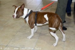 Southern Ohio Indoor Music Festival  11-18