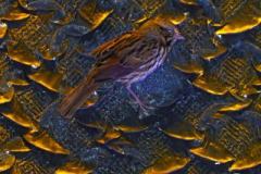 DSC_5535_edited-1