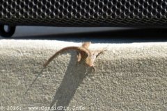 DSC_7251_edited-1