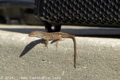 DSC_7273_edited-1