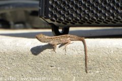 DSC_7274_edited-1